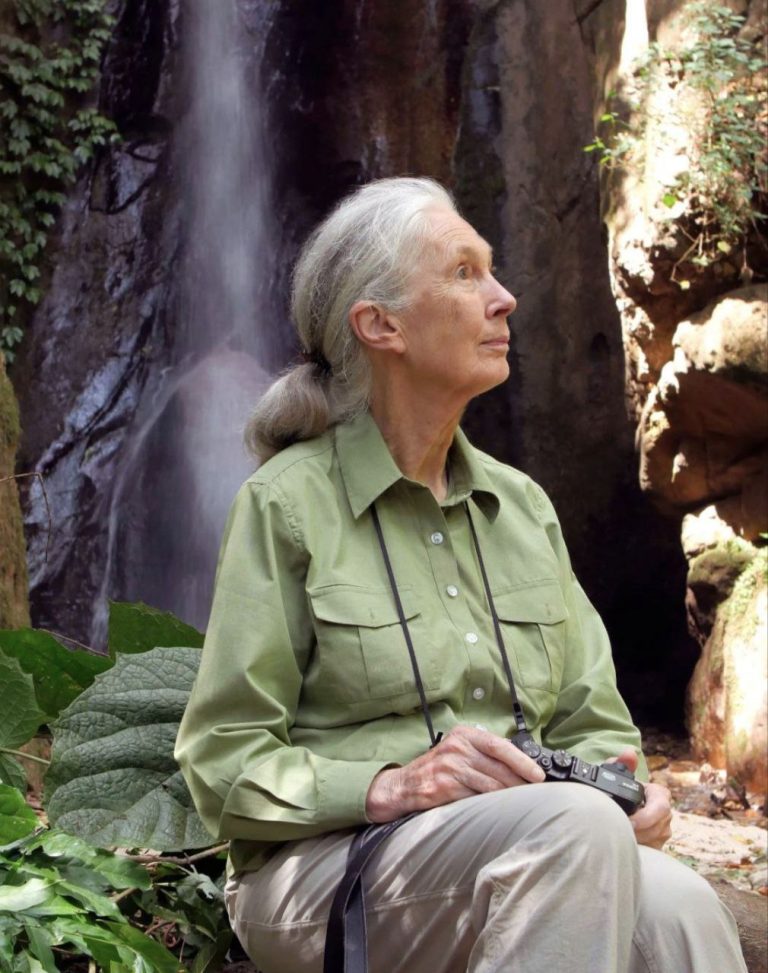 Jane Goodall, Primatolog Legendaris Dunia Tutup Usia pada 91 Tahun